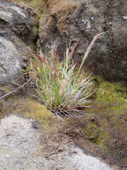 Agrostis magellanica