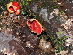 Sarcoscypha austriaca