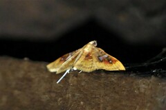 Sameodes pictalis