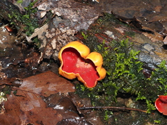 Sarcoscypha austriaca