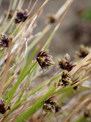 Isolepis praetextata