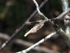 Neolasioptera linderae