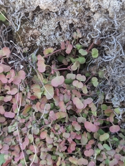 Pterostegia drymarioides