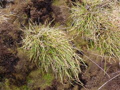 Isolepis praetextata