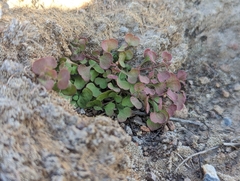 Pterostegia drymarioides