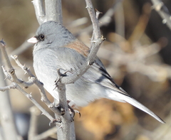 Junco hyemalis caniceps