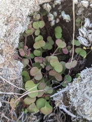 Pterostegia drymarioides