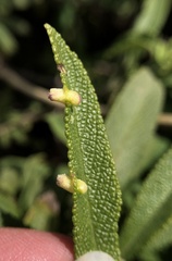 Rhopalomyia audibertiae
