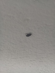 Blapstinus