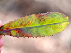 Micranthes micranthidifolia