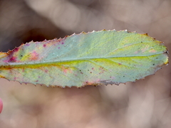 Micranthes micranthidifolia