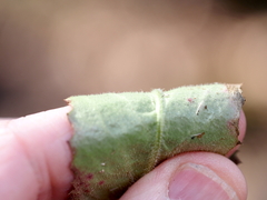 Micranthes micranthidifolia