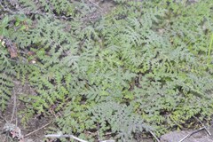 Hydrophylloideae