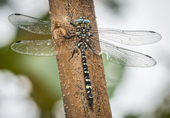 Austroaeschna unicornis