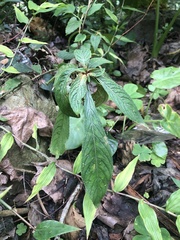 Rhynchotechum discolor