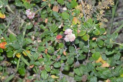 Eriogonum parvifolium