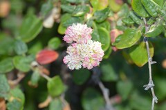 Eriogonum parvifolium