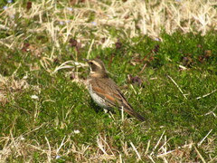 Turdus eunomus