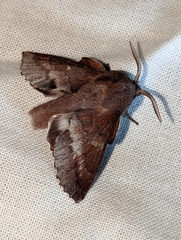 Phyllodesma occidentis