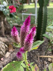 Celosia spicata
