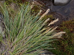 Poa foliosa