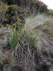 Carex trifida