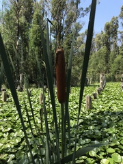 Typha orientalis