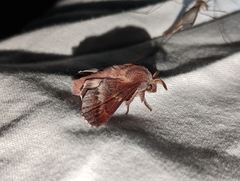 Phyllodesma occidentis