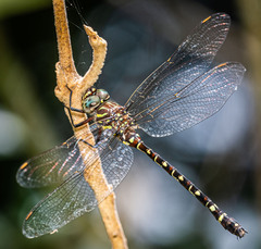 Austroaeschna unicornis