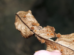 Caryomyia holotricha