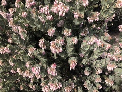Arctostaphylos auriculata