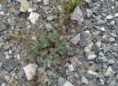 Potentilla pulchella