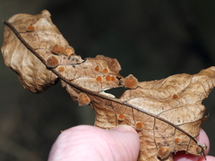 Caryomyia holotricha