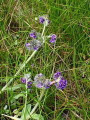 Myosotis capitata