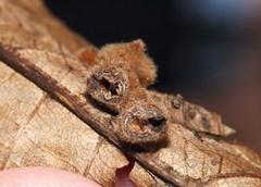 Caryomyia holotricha