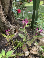 Celosia spicata