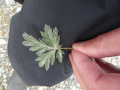Potentilla pulchella