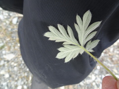 Potentilla pulchella