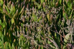 Limonium californicum