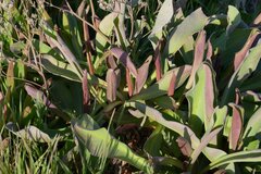 Limonium californicum