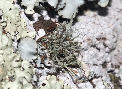 Pseudevernia consocians