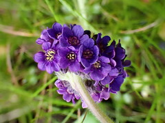 Myosotis capitata