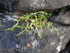 Leptinella lanata