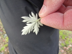 Potentilla pulchella