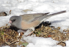 Junco hyemalis mearnsi