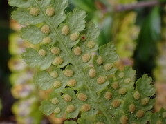 Hypolepis rufobarbata