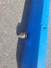 Amanita magniverrucata