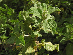 Urtica massaica