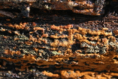 Botryobasidium simile