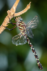 Austroaeschna unicornis